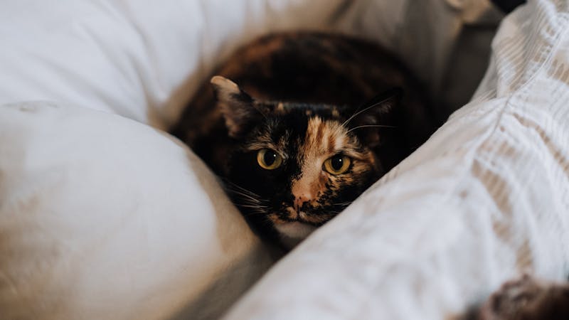 10rivalrytrephine.jpg (2560x1440)