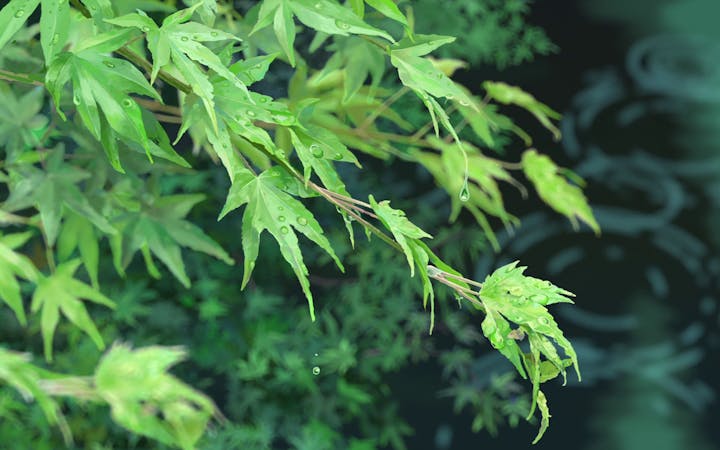 137xsv504collectionofmakotoshinkaianimescreenshotsyournameweatheringwithyougardenofwordsthatfirstone.png (1728x1080)