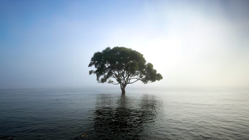 14x4drn3840x2160tree.png (3840x2160)