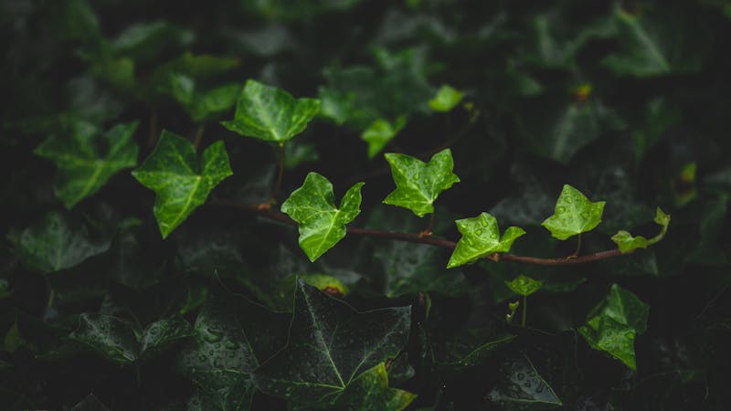 156o9l1commonivyhederahelixoc.jpg (6016x3384)