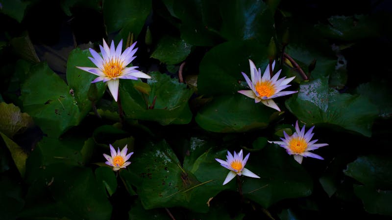 157if28waterliliesoc2737x1540.jpg (3840x2161)