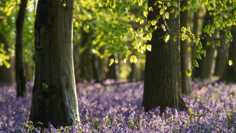 1k98twddockeywoodbluebellsandgreenleavesbedfordshireoc6070x4504.jpg (6070x3414)