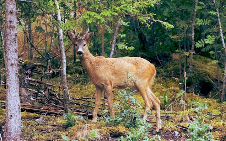 50ad39862ee03d3ef9ce59d9f03e0f7e35a716428b43e4ced2fa17aba614b2b2.jpg (1920x1200)