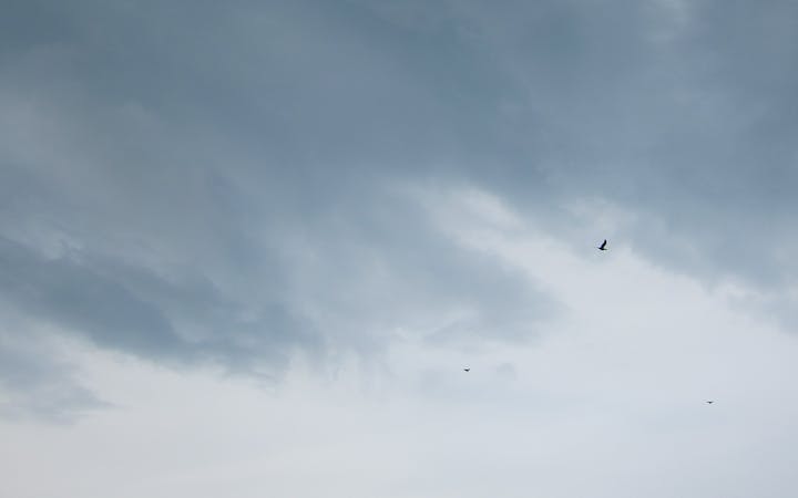 edinburghbirdsjpg.jpg (2528x1580)