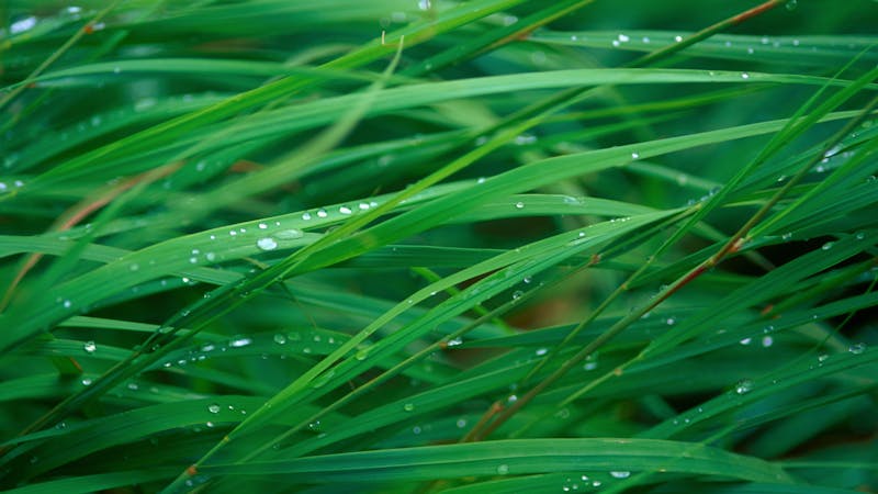 grassbladesorganographist.jpg (5120x2880)