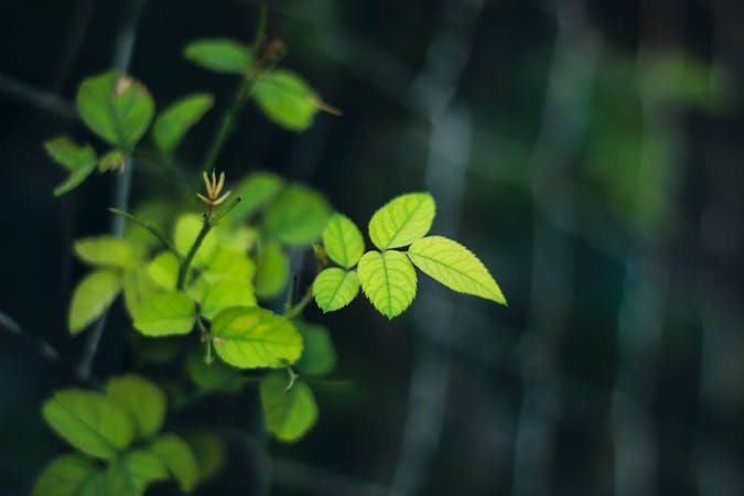 green4000x2667energetical.png (4000x2667)