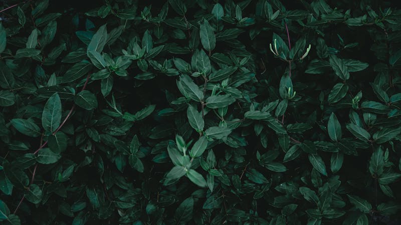 pexelswyxinatresse31103821015510742.jpg (6960x3915)