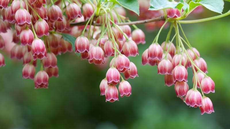 redbellslazarole.jpg (5120x2880)