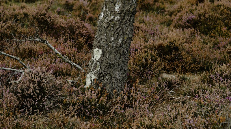 sqxw8e1hrskhippophagistical.jpg (8256x4644)